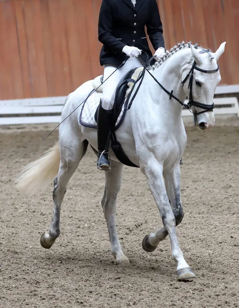 Retrato de um cavalo esporte durante a competição de curativo sob sela — Fotografia de Stock