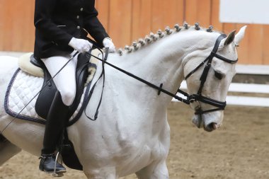  Eyer altında terbiye yarışması sırasında bir spor at Portresi