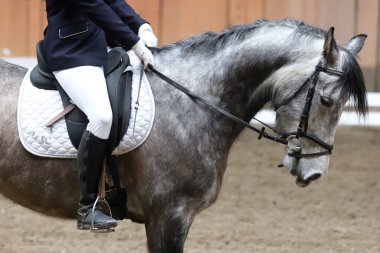  Eyer altında terbiye yarışması sırasında bir spor at Portresi