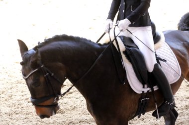  Eyer altında terbiye yarışması sırasında bir spor at Portresi