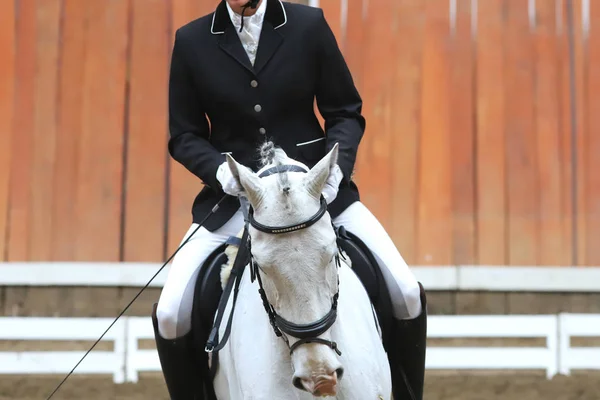 Ritratto di cavallo sportivo durante la gara di dressage in sella — Foto Stock