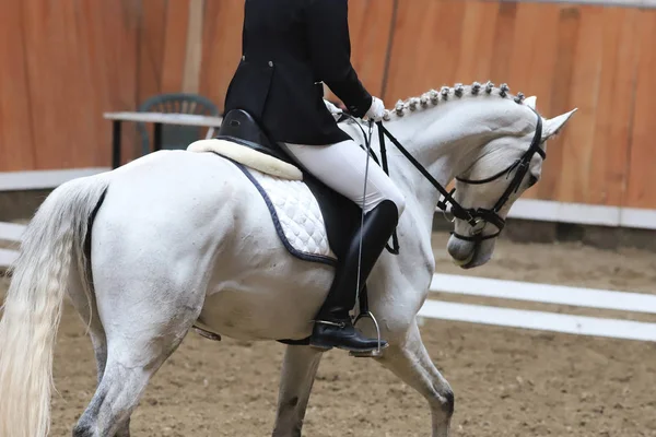 Retrato de un caballo deportivo durante la competición de doma bajo silla de montar —  Fotos de Stock