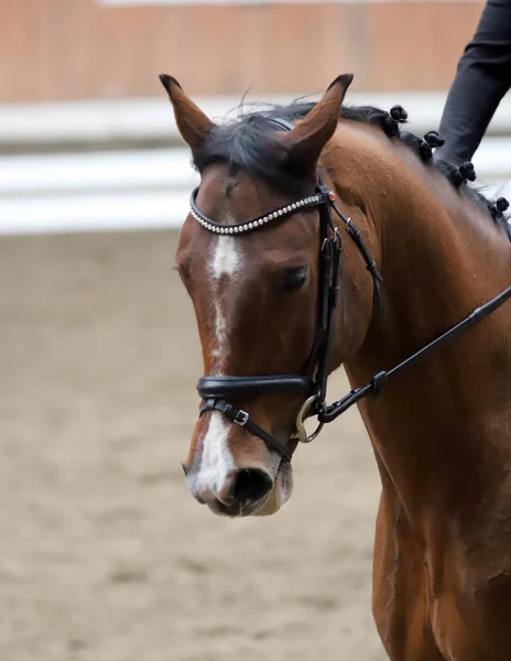 Porträtt av en sporthäst under dressyr tävling under sadel — Stockfoto