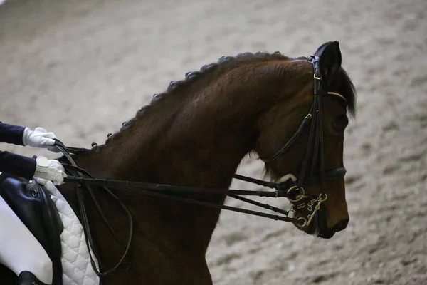Portret konia sportowego podczas konkursu Ujazdy pod siodełkiem — Zdjęcie stockowe