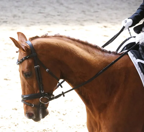 Retrato de un caballo deportivo durante la competición de doma bajo silla de montar — Foto de Stock