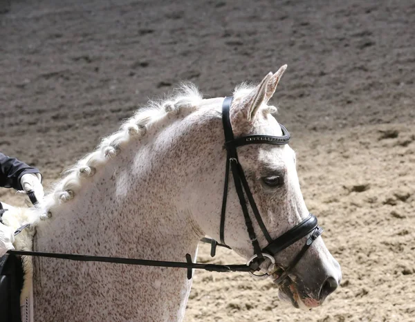 Портрет спортивной лошади во время соревнований по выездке под седлом — стоковое фото