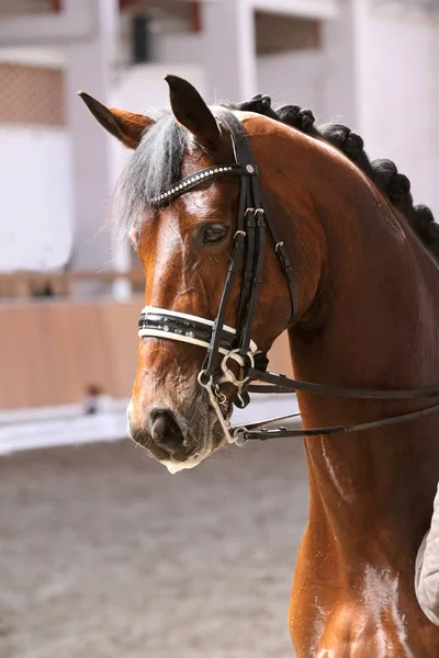 Retrato de un caballo deportivo durante la competición de doma bajo silla de montar —  Fotos de Stock