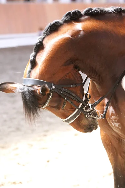 Retrato de un caballo deportivo durante la competición de doma bajo silla de montar —  Fotos de Stock
