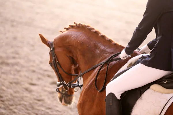 Ritratto di cavallo sportivo durante la gara di dressage in sella — Foto Stock