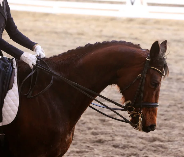 Retrato de um cavalo esporte durante a competição de curativo sob sela — Fotografia de Stock