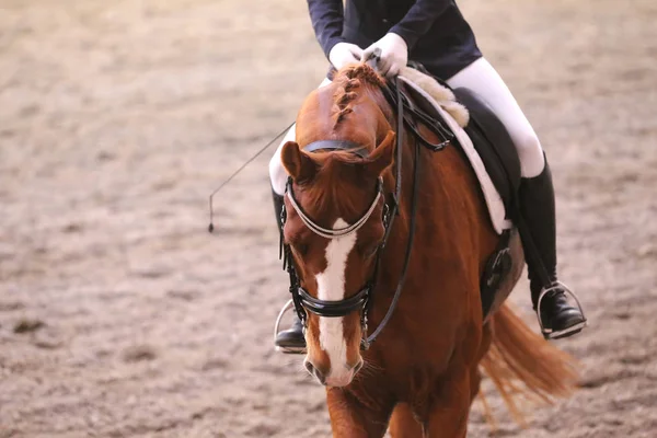 Retrato de un caballo deportivo durante la competición de doma bajo silla de montar —  Fotos de Stock