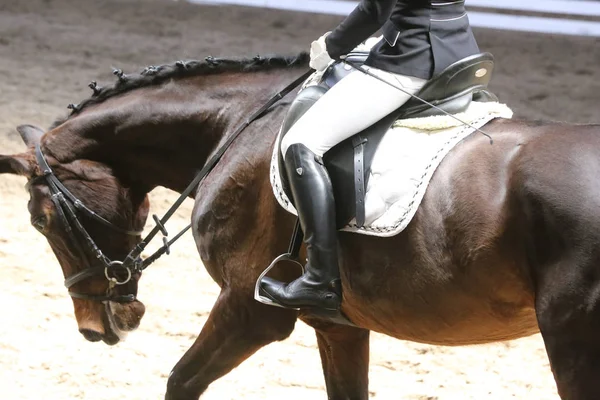 Ritratto di cavallo sportivo durante la gara di dressage in sella — Foto Stock