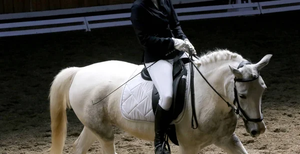 Портрет спортивного коня під час змагань з одягу під сідлом — стокове фото