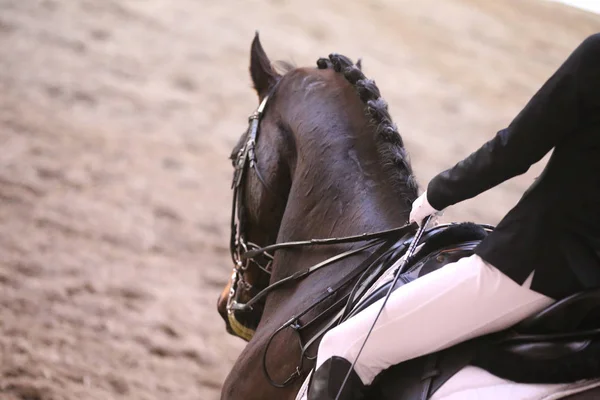 Porträtt av en sporthäst under dressyr tävling under sadel — Stockfoto