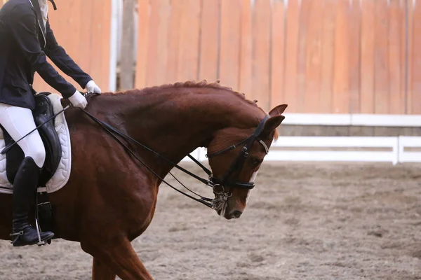 Retrato de um cavalo esporte durante a competição de curativo sob sela — Fotografia de Stock