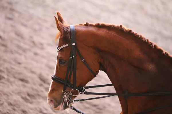 Retrato de un caballo deportivo durante la competición de doma —  Fotos de Stock