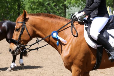 Güzel bir ödül kazanan yarış atı Head shot closeup 