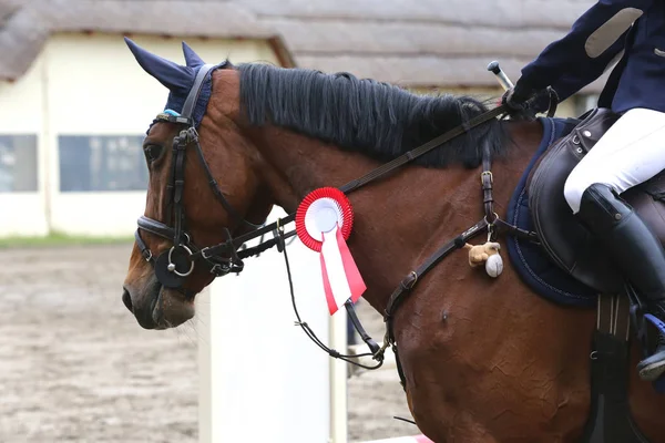 Head shot closeup of a beautiful award winner racehorse