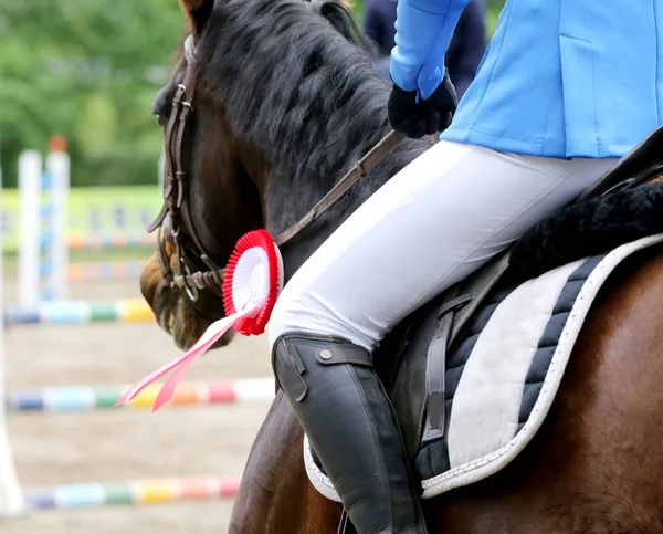 Primer plano de un hermoso caballo de carreras ganador de un premio — Foto de Stock