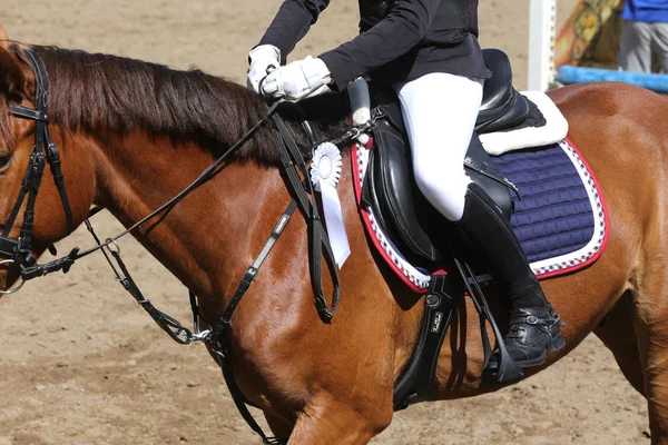 Tiro na cabeça close-up de um belo prêmio vencedor cavalo de corrida — Fotografia de Stock