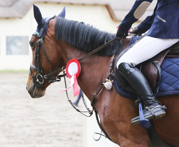 Tiro na cabeça close-up de um belo prêmio vencedor cavalo de corrida — Fotografia de Stock