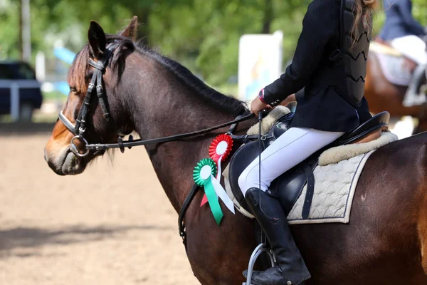 Tiro na cabeça close-up de um belo prêmio vencedor cavalo de corrida — Fotografia de Stock