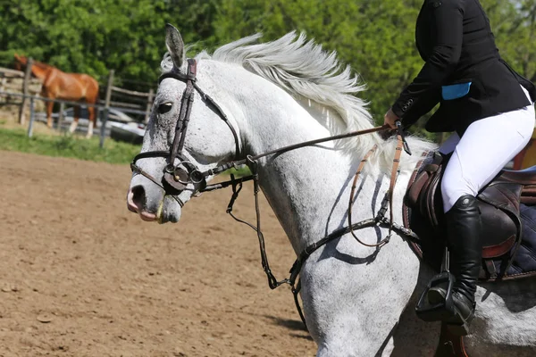 Tiro na cabeça close-up de um belo prêmio vencedor cavalo de corrida — Fotografia de Stock