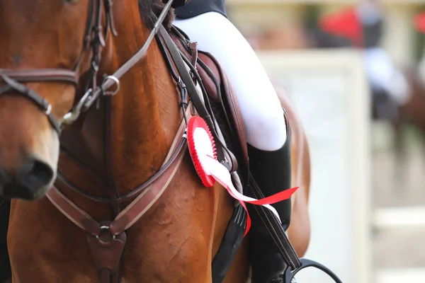 Tiro na cabeça close-up de um belo prêmio vencedor cavalo de corrida — Fotografia de Stock
