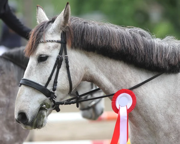 Primer plano de un hermoso caballo de carreras ganador de un premio — Foto de Stock