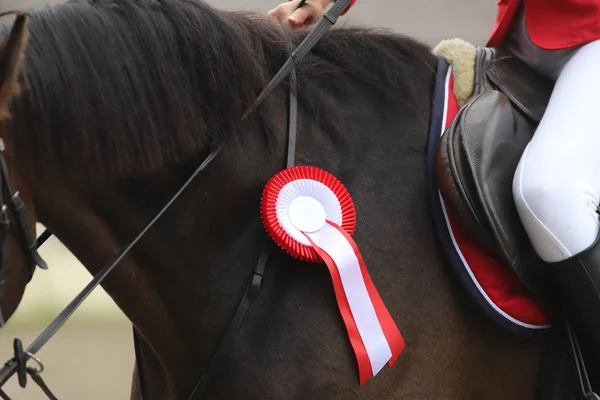 Tiro na cabeça close-up de um belo prêmio vencedor cavalo de corrida — Fotografia de Stock