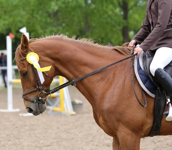 Tiro na cabeça close-up de um belo prêmio vencedor cavalo de corrida — Fotografia de Stock