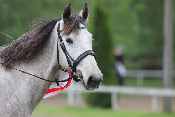 Head shot closeup of a beautiful award winner racehorse