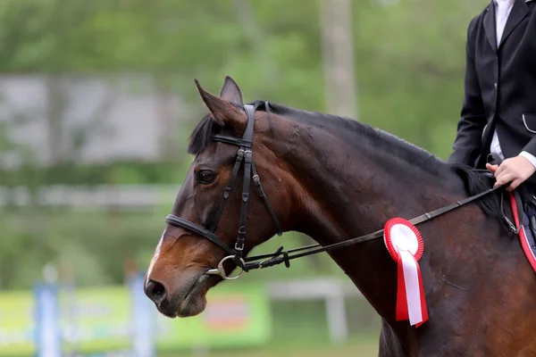 Primer plano de un hermoso caballo de carreras ganador de un premio — Foto de Stock