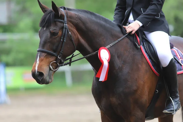 Head shot closeup of a beautiful award winner racehorse — Stock Photo, Image