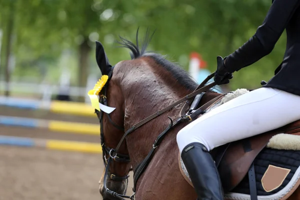 Tiro na cabeça close-up de um belo prêmio vencedor cavalo de corrida — Fotografia de Stock