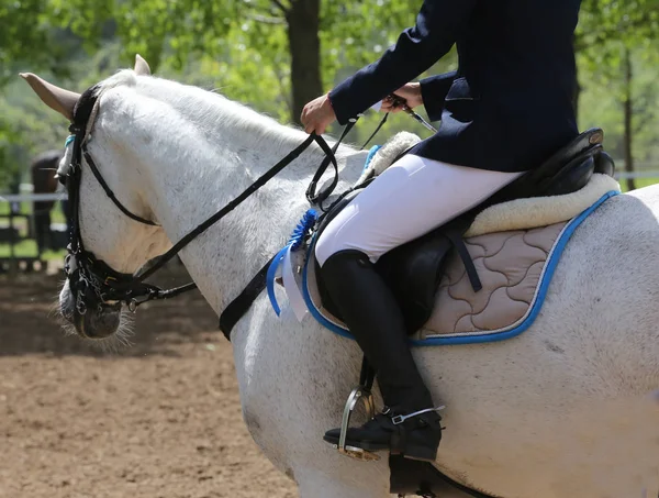 Gros plan de la tête d'un beau cheval de course primé — Photo