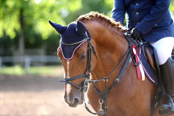 Primer plano de un hermoso caballo de carreras ganador de un premio — Foto de Stock