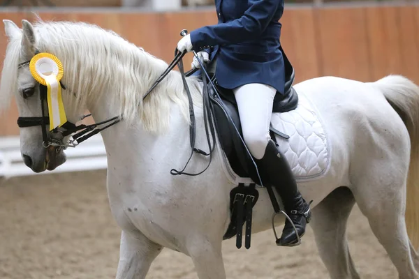 Primo piano di un bellissimo cavallo da corsa vincitore di un premio — Foto Stock