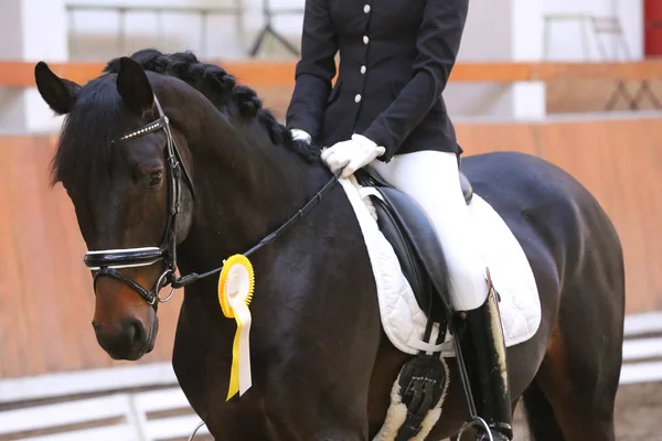 Primer plano de un hermoso caballo de carreras ganador de un premio — Foto de Stock