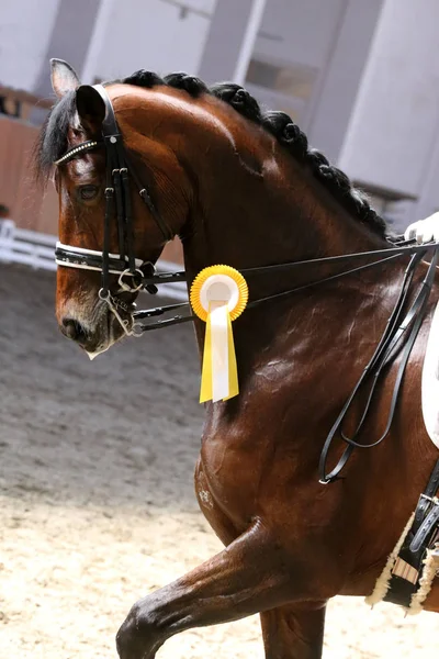Head Shot närbild av en vacker Award Winner tävlingshäst — Stockfoto