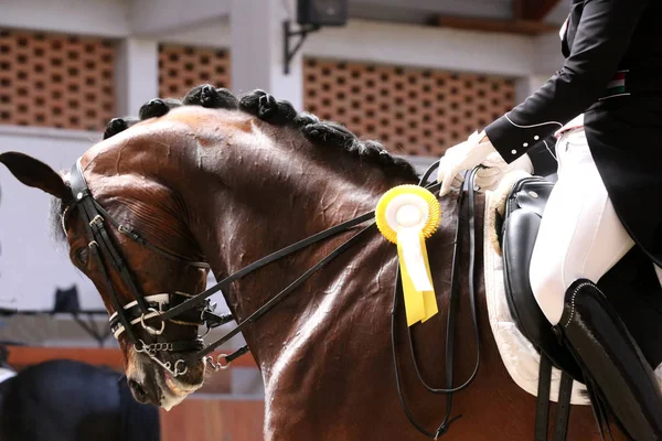 Gros plan de la tête d'un beau cheval de course primé — Photo