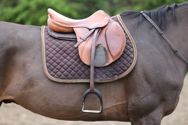 Close up of a port horse during competition under saddle outdoor clipart