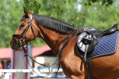 Close up of a port horse during competition under saddle outdoor clipart