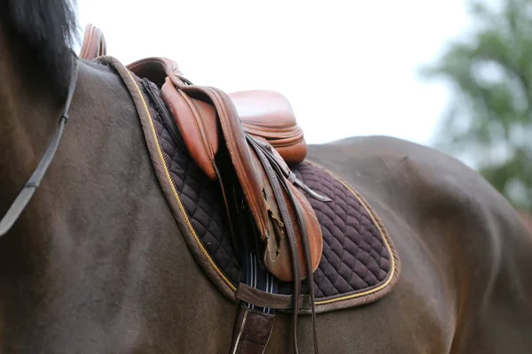 Fechar de um cavalo de porto durante a competição sob sela ao ar livre — Fotografia de Stock