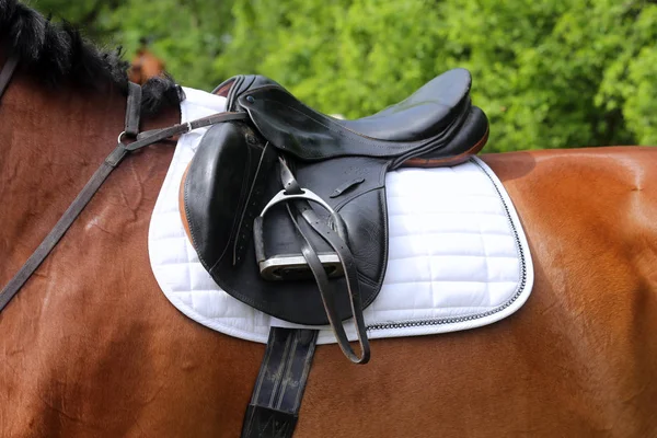 Fechar de um cavalo de porto durante a competição sob sela ao ar livre — Fotografia de Stock