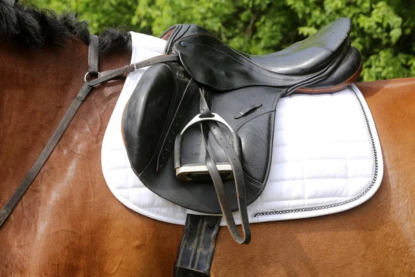 Fechar de um cavalo de porto durante a competição sob sela ao ar livre — Fotografia de Stock