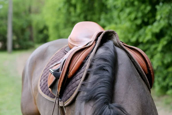 Närbild av en hamn häst under tävling under sadel utomhus — Stockfoto