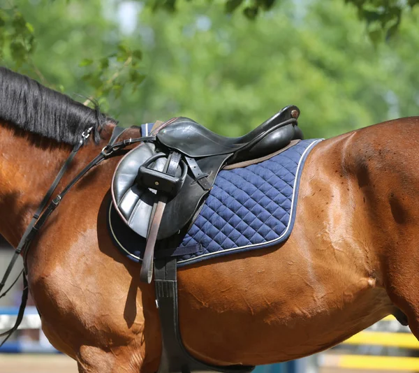 Avvicinamento di un cavallo da porto durante una gara in sella all'aperto — Foto Stock