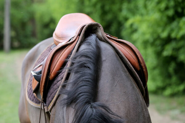 Close up of a port horse during competition under saddle outdoor