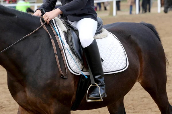 Primer plano de un caballo de puerto durante la competición bajo silla de montar al aire libre — Foto de Stock